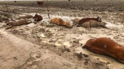 CNNE 615283 - las lluvias hacen estragos en el noreste de australia