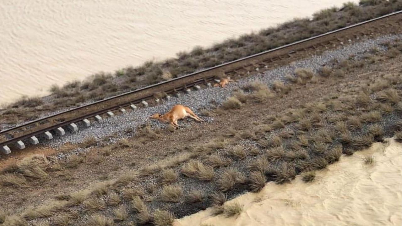 CNNE 615689 - australia- cerca de medio millon de vacas mueren por inundaciones