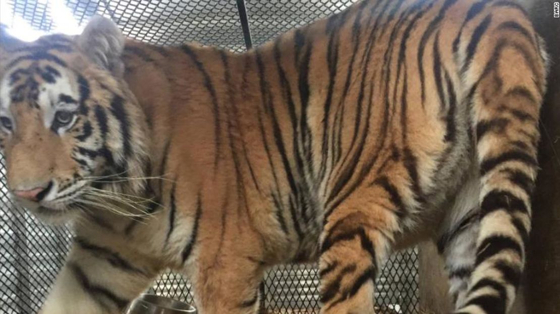 El tigre de casi 160 kilos fue transferido a un refugio para animales en Texas.