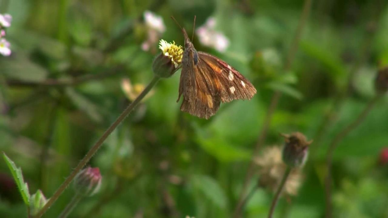 CNNE 616833 - las mariposas, otras victimas del muro fronterizo