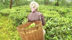 CNNE 617569 - india- explotacion de mujeres recolectoras de hoja de te