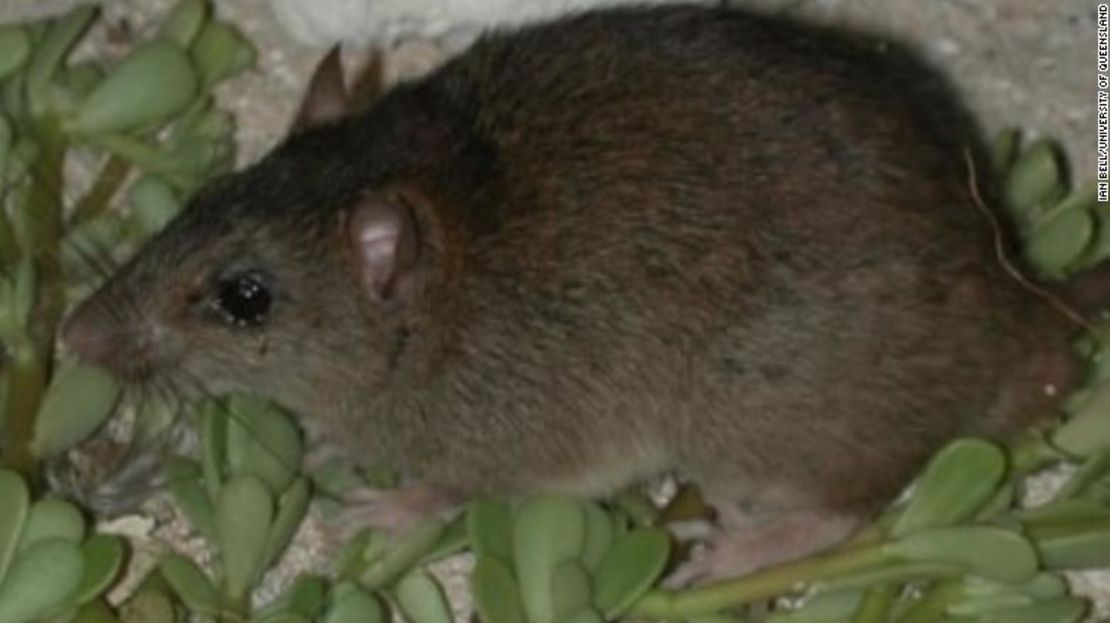 El melomys de Bramble Cay fue declarado extinto por el cambio climático.