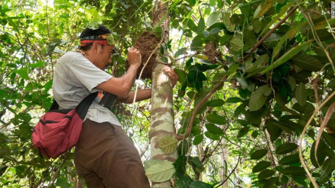 Iswan, el guía local del equipo, examina un nido de termitas en el que se encontró a la abeja gigante de Wallace.