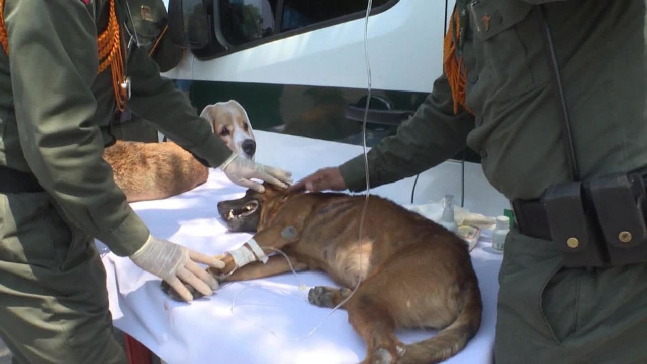 CNNE 620307 - perros abandonados sufren en la frontera entre colombia y venezuela