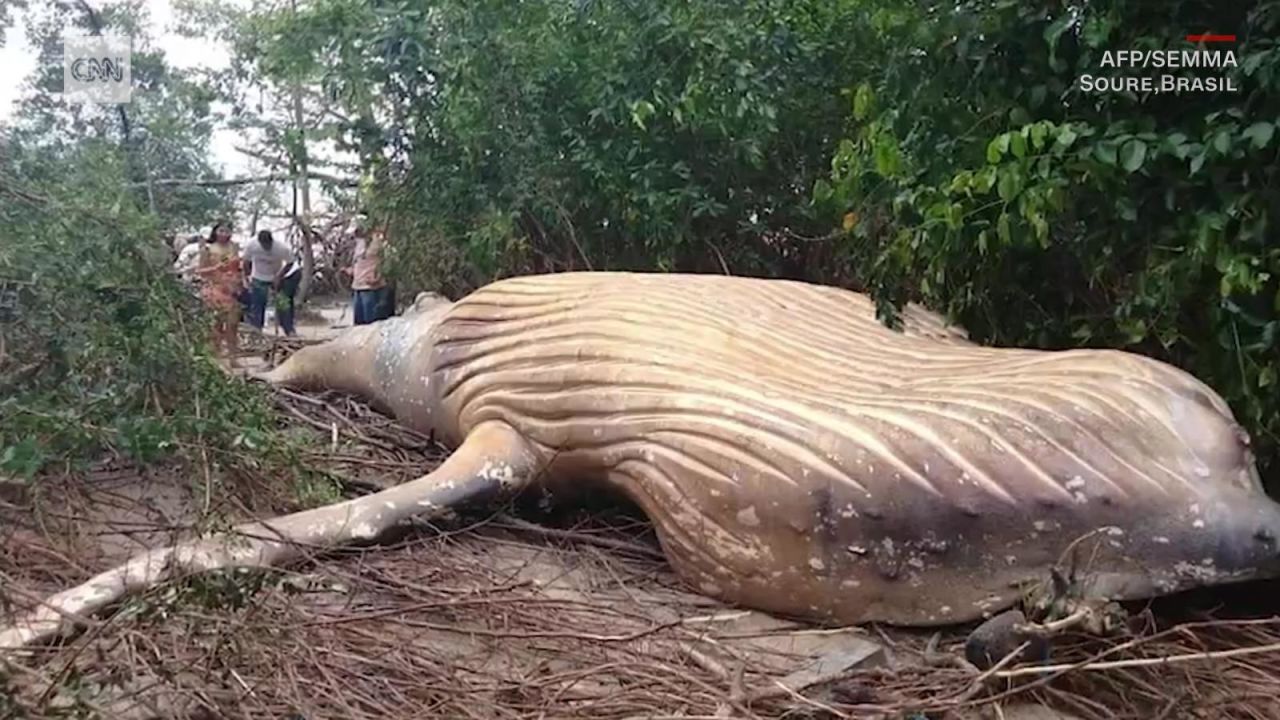 CNNE 620496 - asi llego el cadaver de una ballena al amazonas