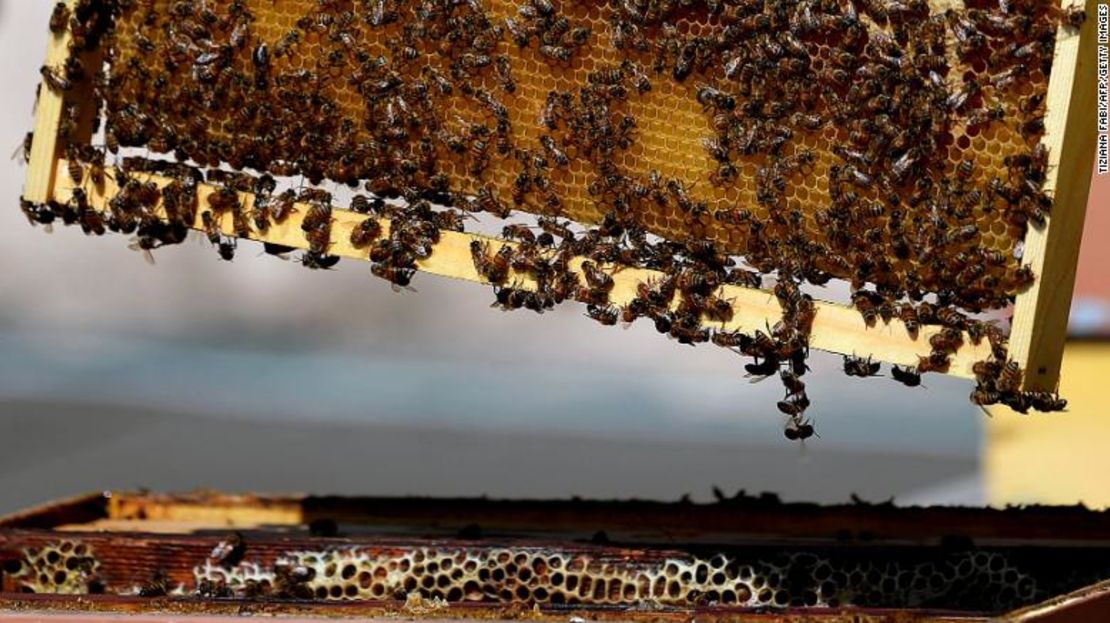 Incluso las abejas se beneficiarán de la red 5G.