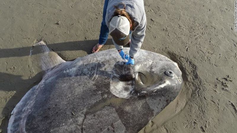 Un enorme y extraño pez apareció en una playa de california (científicos dicen que es la primera vez) | cnn