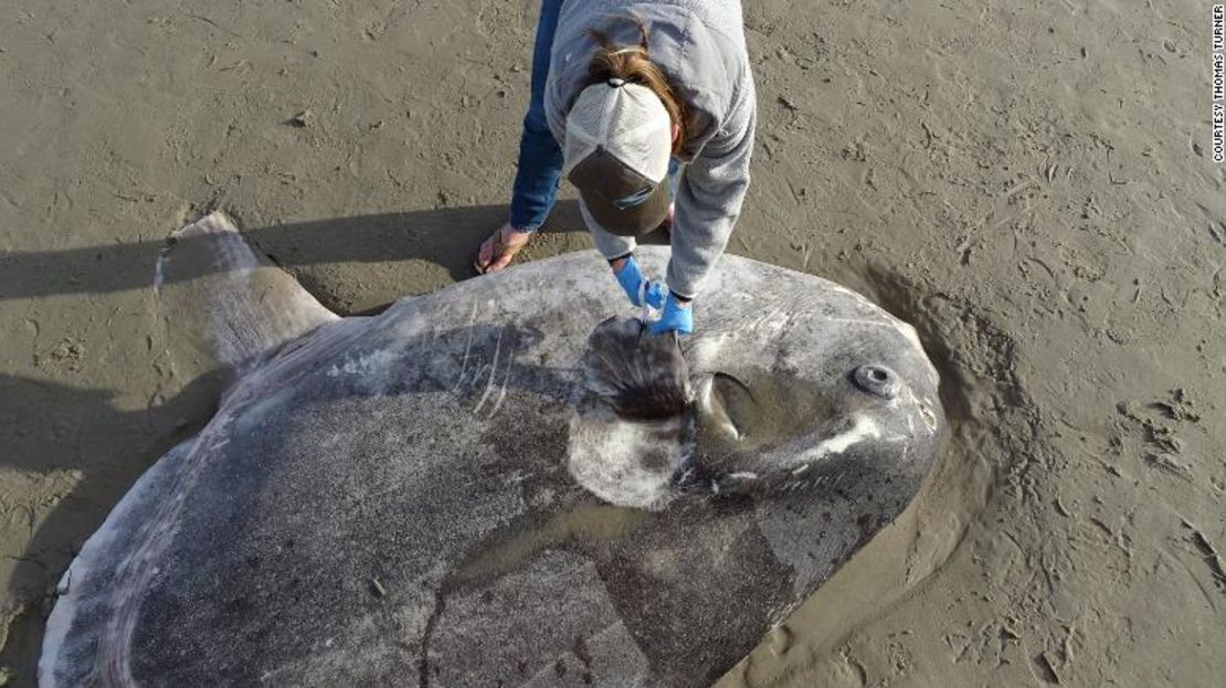 El embaucador fue encontrado en una playa de California.