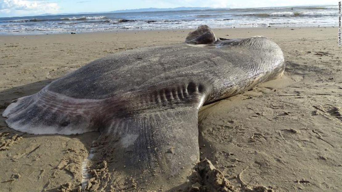 Este pez luna embaucador apareció en una playa de California, lejos de donde se suele ver.