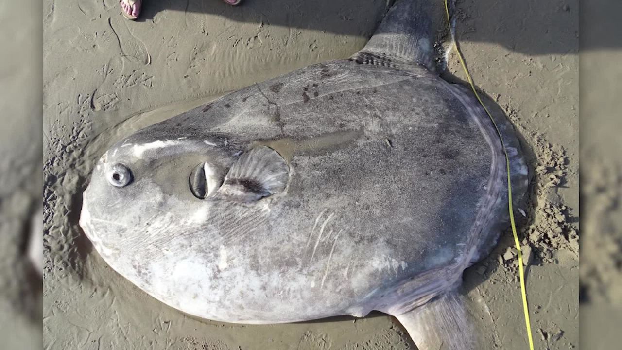 CNNE 621307 - un extrano pez aparecio en una playa de california