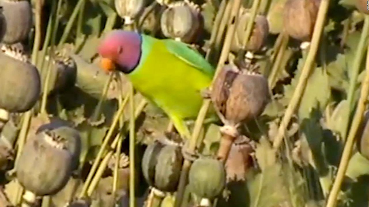 CNNE 622884 - pericos acaban con cultivos de amapola en la india