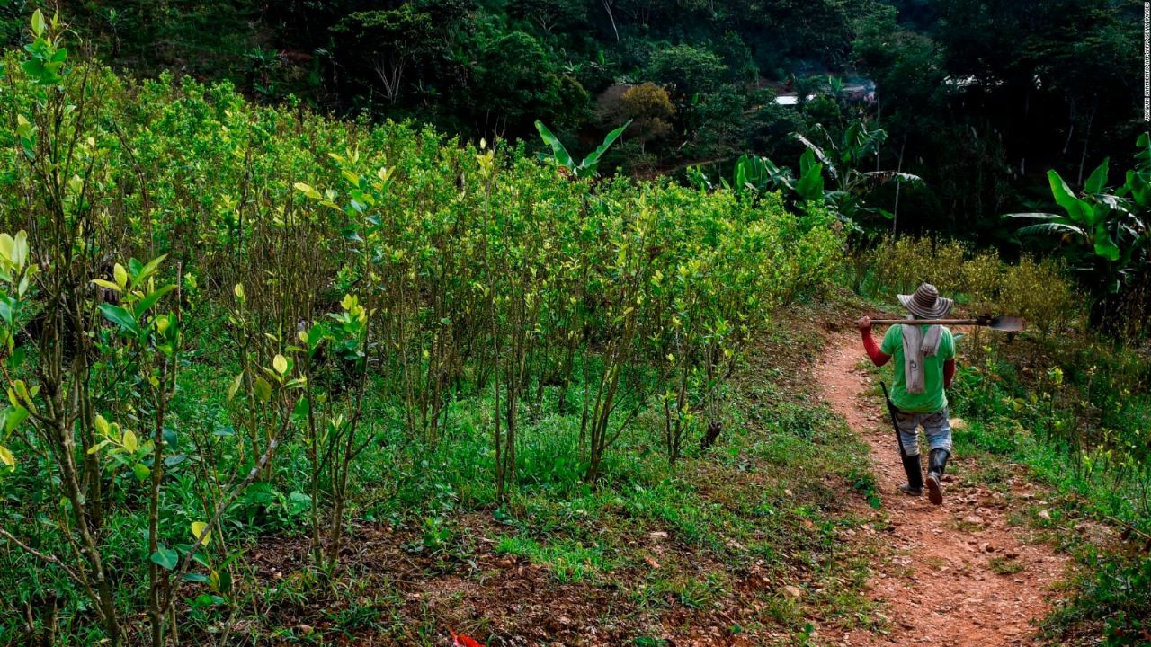 CNNE 623215 - aumenta el numero de cultivos ilicitos en colombia