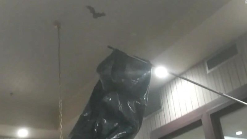 ¿Qué pasa cuando un murciélago anda suelto por una sala de redacción de noticias?