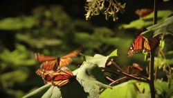 CNNE 625570 - el santuario de las mariposas monarca