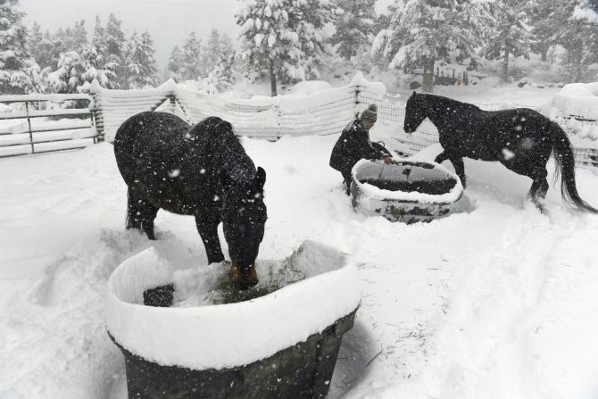 Linda Hurth alimenta a sus dos caballos Rocky, a la izquierda, y Magic, a la derecha, mientras el viento sopla entre los árboles el 13 de marzo de 2019 en Nederland, Colorado.