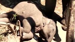 CNNE 625983 - tierno video de una mama elefante y su bebe