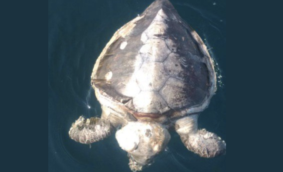 101 tortugas muertas han sido contabilizadas por autoridades en playas del estado de Guerrero (PROFEPA).