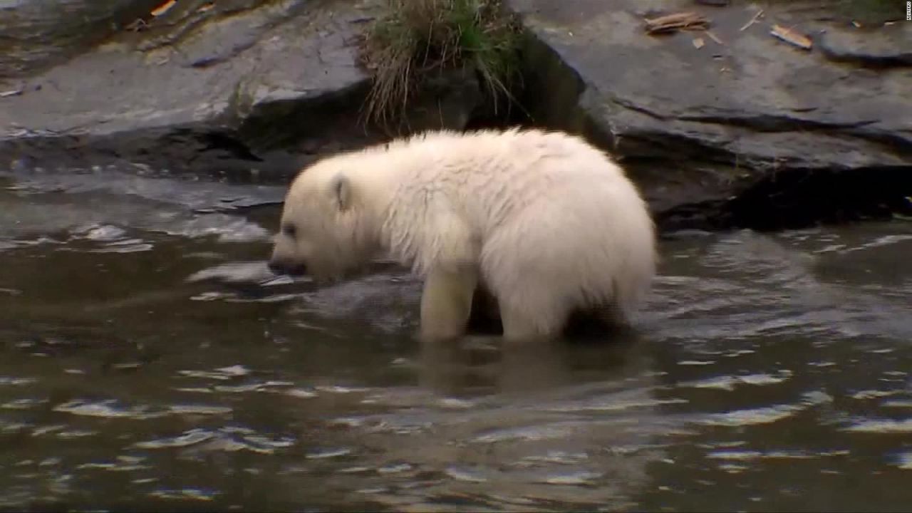 CNNE 626659 - #eldatodehoy- bienvenida tonja, la nueva integrante del zoologico de berlin