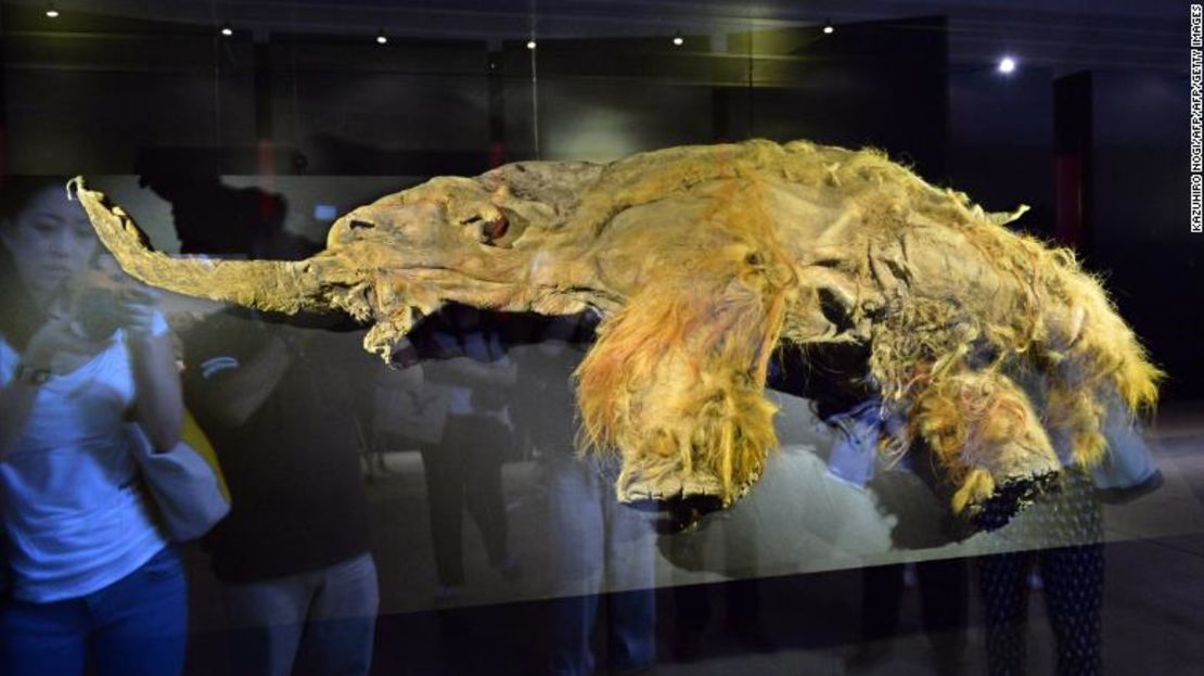 Los restos de Yuka, un mamut lanudo hembra, son exhibidos en Yokohama, cerca de Tokio, en 2013.