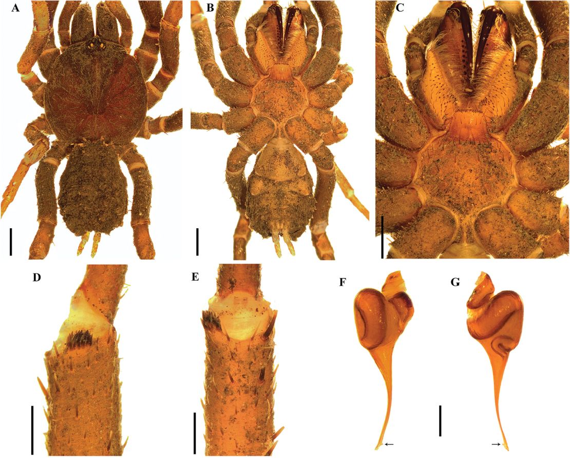 Stormtropis colima