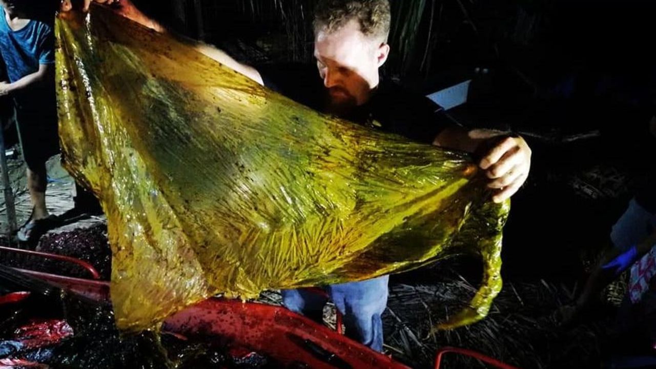 CNNE 627360 - hallan mas de 40 kilos de plastico en el estomago de una ballena muerta