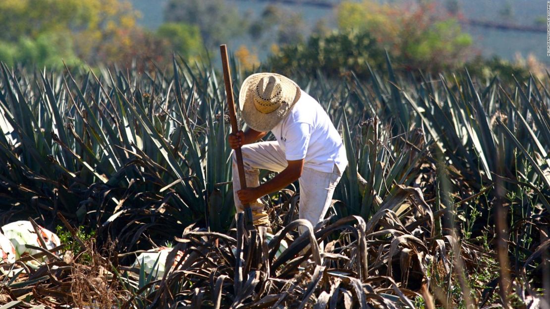 Tequila es la ciudad en donde nace esta bebida