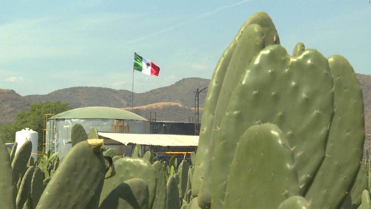 CNNE 627701 - a este cactus lo llaman "el oro verde de mexico"