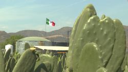 CNNE 627701 - a este cactus lo llaman "el oro verde de mexico"