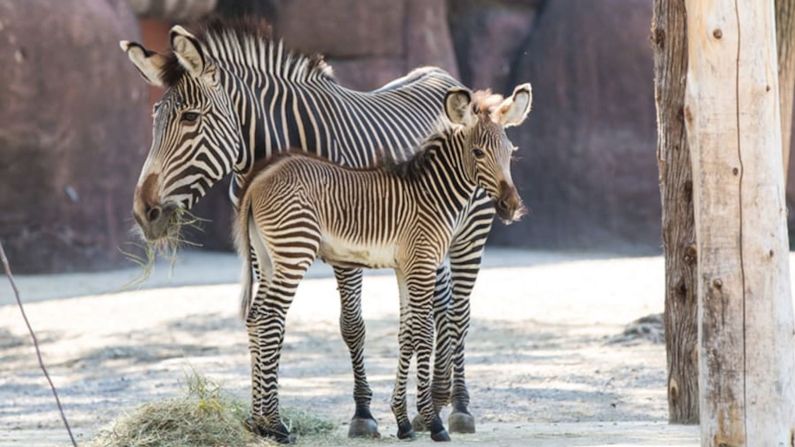 St. Louis Zoo, Missouri — Es la temporada para los bebés en este zoológico de fama mundial. Encuentra las gacelas de Speke bebé, dos Addaxes, una gacela de Soemmerring y, un potro de Grevy's Zebra que nació la víspera de Año Nuevo (Kari R. Frey / St. Louis Zoo).