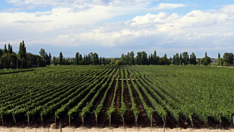 Mendoza a la Patagonia, Argentina — Recoge lo último de las uvas en Mendoza y monta en bicicleta, en kayak o a caballo en la Patagonia esta primavera. Las uvas Malbec, como éstas en un viñedo en Lujan de Cuyo, prosperan en el clima y el suelo característicos al pie de los Andes nevados. (Daniel Garcia / AFP / Getty Images).