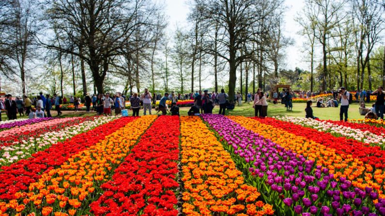 Keukenhof Gardens, Holanda — Maravíllate con los millones de tulipanes en este escaparate para la industria floral holandesa. Los jardines estarán abiertos para la temporada el 21 de marzo. Cuarenta jardineros trabajan todo el año plantando siete millones de bulbos, a menudo en capas, para que broten nuevas flores a lo largo de los ocho años. (Romy Arroyo Fernandez / NurPhoto / Getty Images).