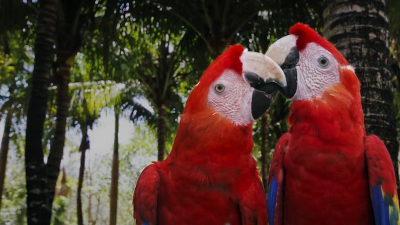 Cancún, México — Una vez estés hastiado de la playa, podrás observar aves (quizá una guacamaya) y otras actividades ecológicas y tours culturales al sur de la ciudad a lo largo de la Riviera Maya. (Elizabeth Ruiz / AFP / Getty Images).