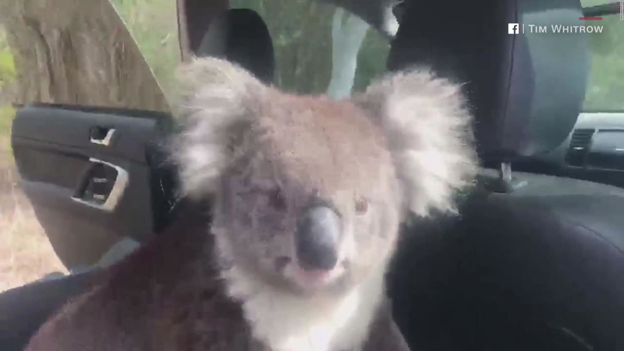 CNNE 628722 - un koala polizon se cuela en un auto