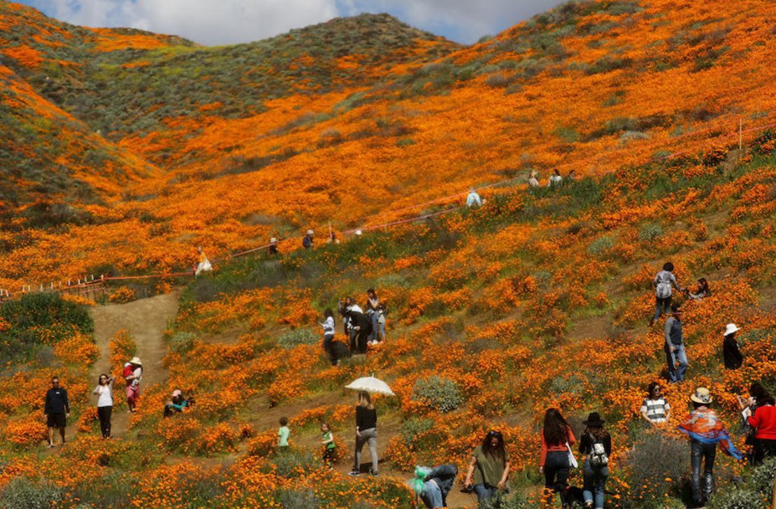 CNNE 629000 - wet winter weather brings 'super bloom' of wildflowers to california