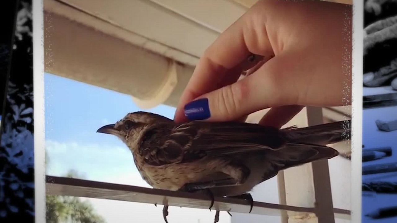 CNNE 629445 - esta estudiante tiene una calandria como mascota