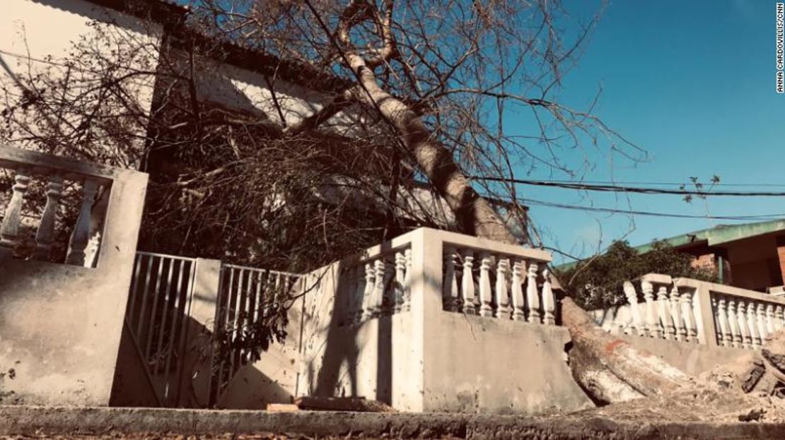 Un árbol caído en la avenida Eduardo Mondhalane, en Beira, Mozambique.