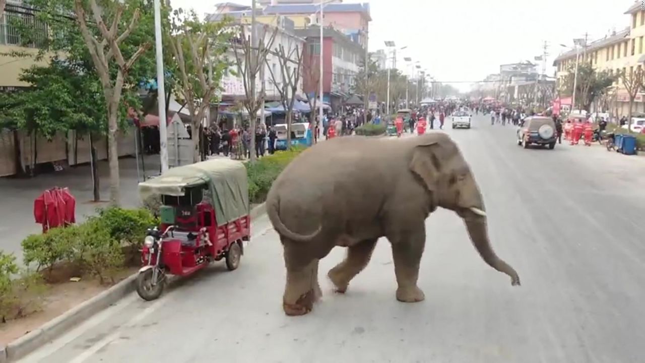 CNNE 629873 - un elefante se pasea a sus anchas por una ciudad en china