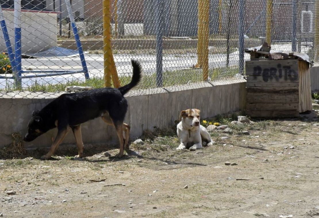 En Guatemala se han registrado casos "aislados", según las autoridades, de lugares donde venden carne de perro, algo que es ilegal, según el Gobierno.