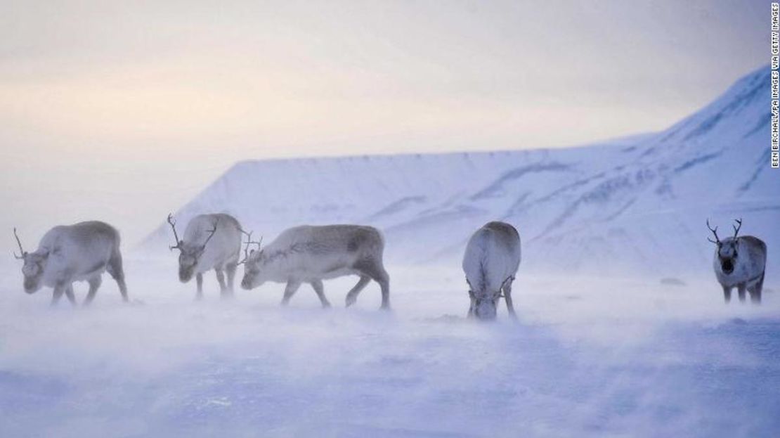 Cuando la lluvia se congela y se forma hielo, los renos de Svalbard corren el riesgo de morir de hambre. (Ben Birchall/PA Images via Getty Images).