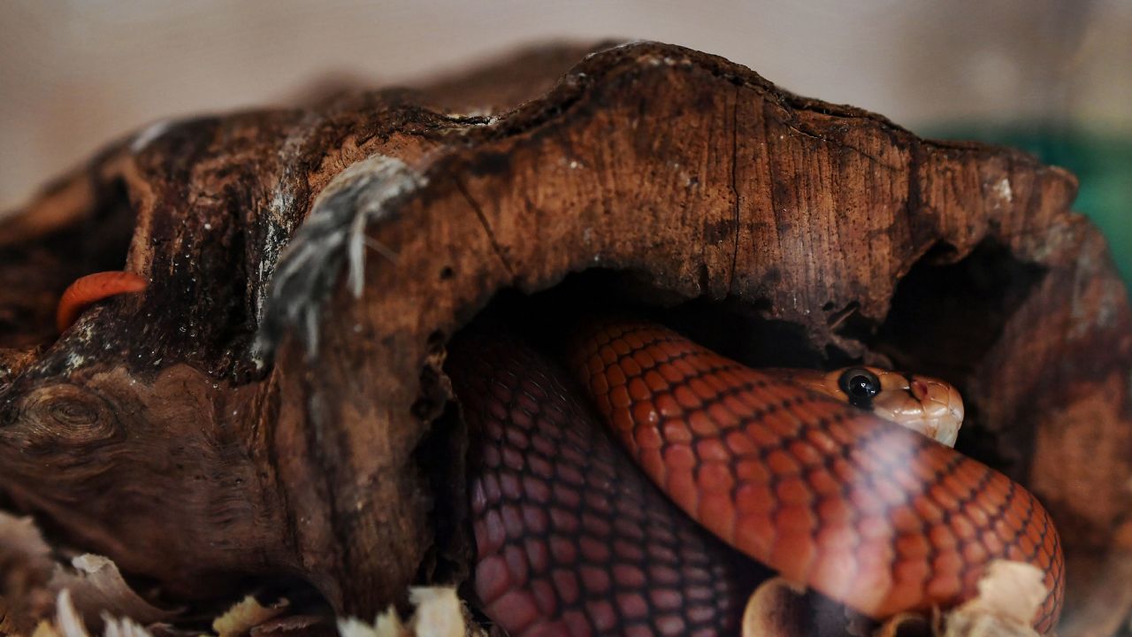 A snake rests inside its enclosure on February 14, 2019 at the Bio-Ken Snake Farm in the Kenya's coastal town of Watamu in Kilifi county. (Photo by TONY KARUMBA / AFP)