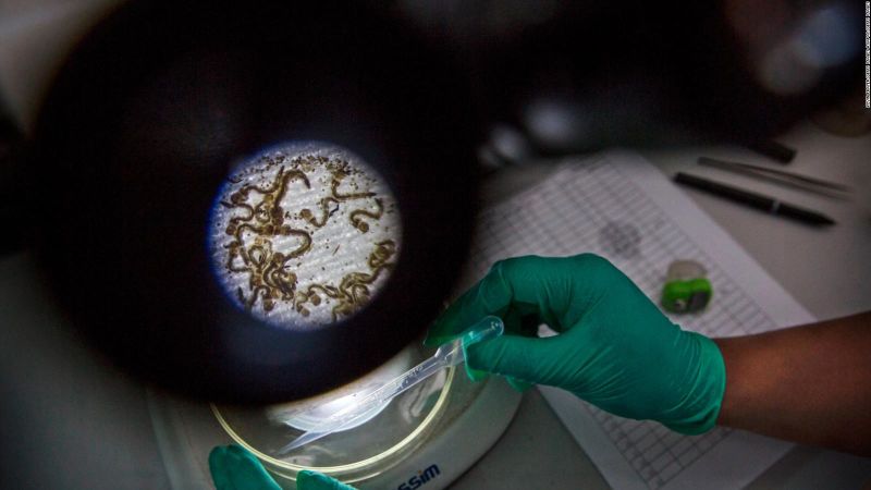 La infección parasitaria que ataca el sistema nervioso | cnn