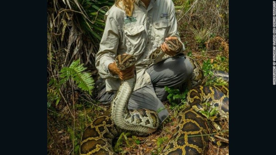 Científicos en la Florida utilizan tecnología para rastrear a las pitones de Birmania.