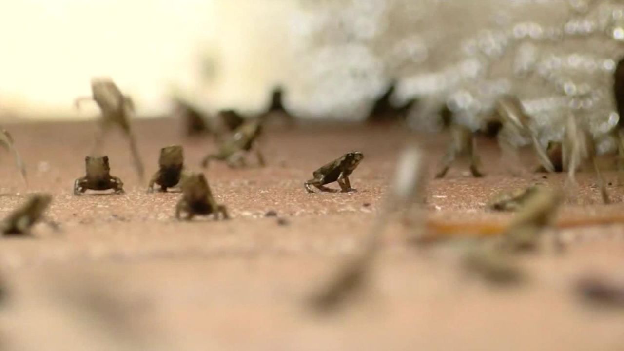 CNNE 635597 - florida- plaga de sapos invade comunidad