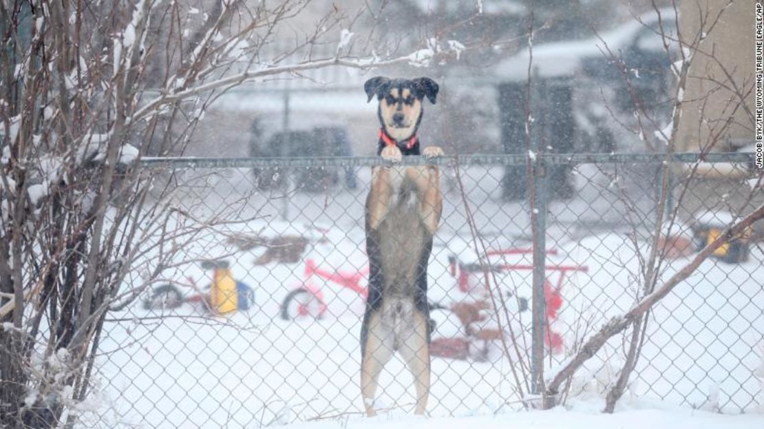 Se ve a un perro mirando por encima de una cerca de alambre durante una advertencia de ventisca que golpea el sureste de Wyoming el miércoles. (Jacob Byk/Wyoming Tribune Eagle).