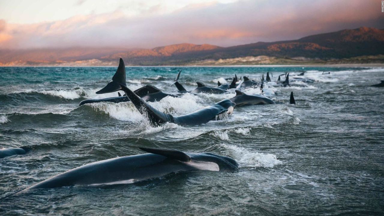 CNNE 637004 - huelga de hambre para salvar a las orcas