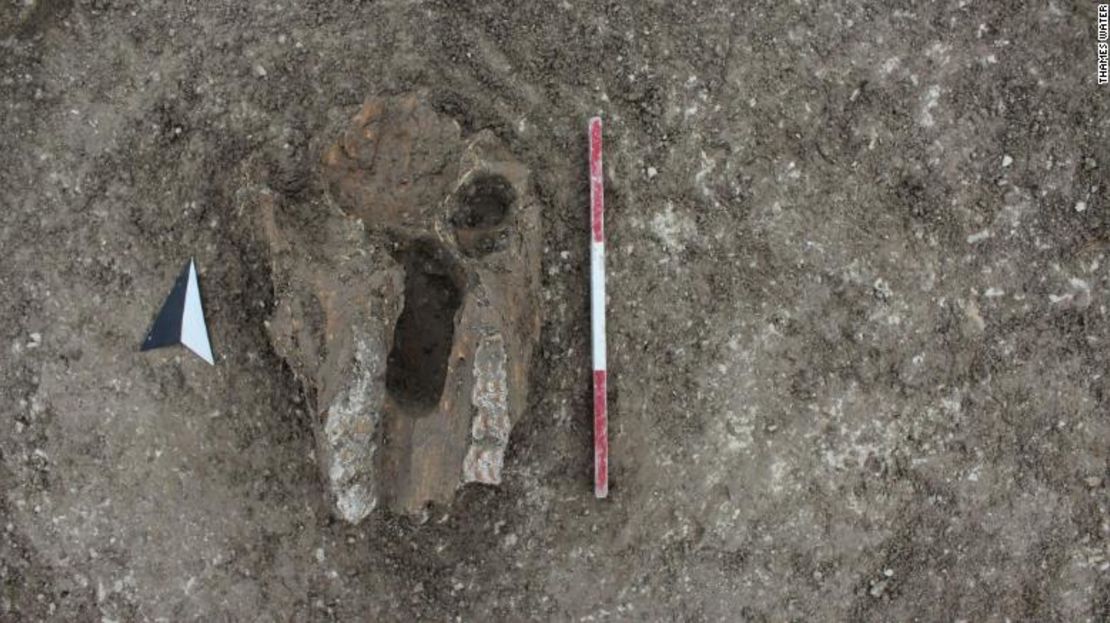 Cráneo de un animal, probablemente un caballo, puesto en las fosas.