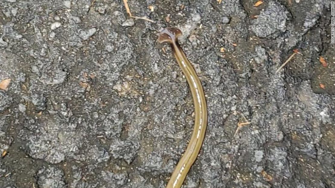 CNNE 6398b1f0 - 201228160624-01-hammerhead-worm-georgia-restricted-exlarge-169