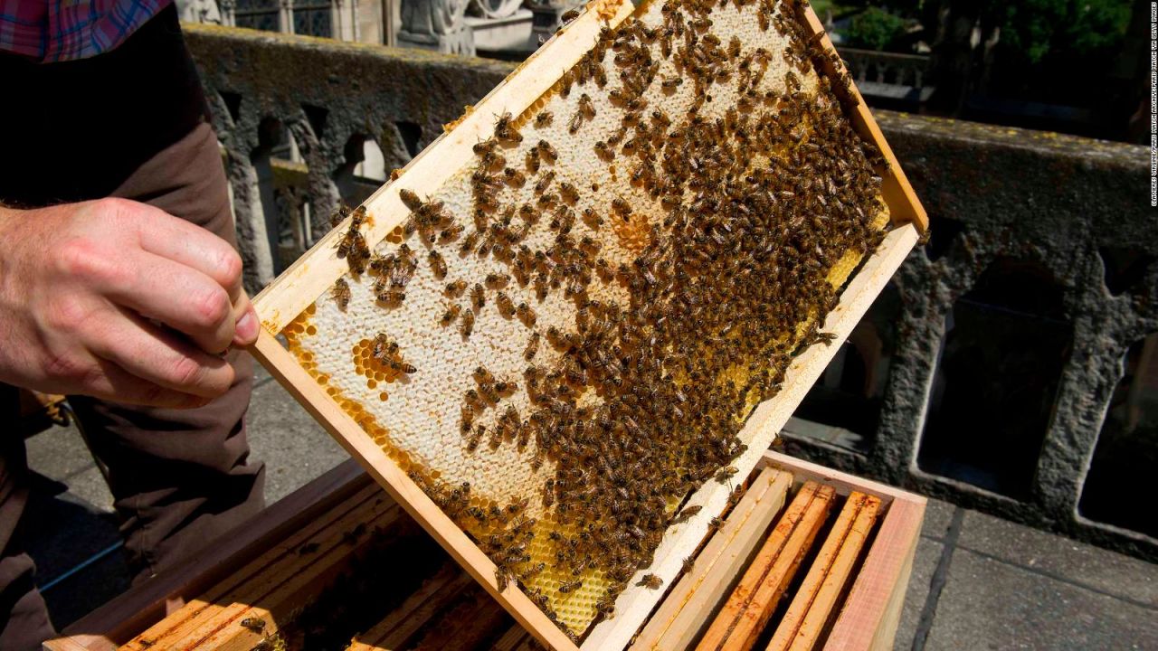 CNNE 639971 - estas abejas sobrevivieron al incendio de notre dame