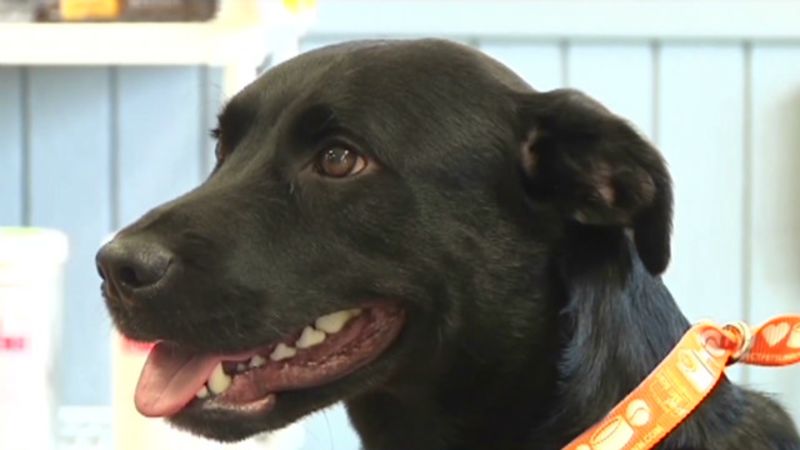 Bucky, el perro labrador que viajó 800 kilómetros para ver a su dueño | cnn