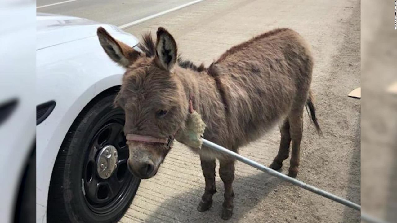 CNNE 640056 - un burro suelto en una autopista de illinois